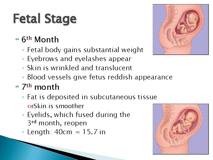 Fetal Stage 6 th Month ◦ ◦ Fetal body gains substantial weight Eyebrows and
