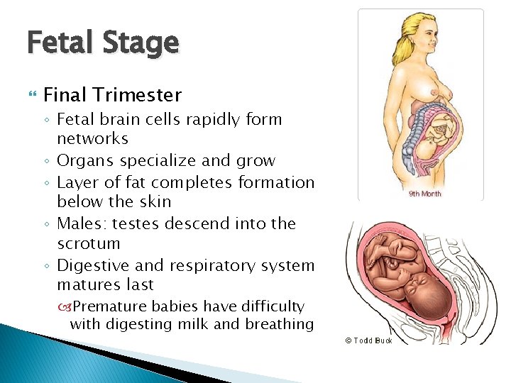 Fetal Stage Final Trimester ◦ Fetal brain cells rapidly form networks ◦ Organs specialize