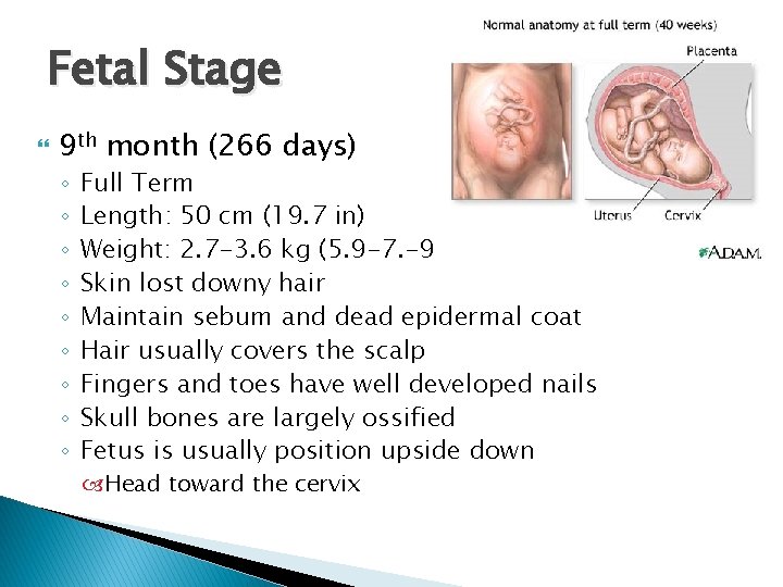Fetal Stage 9 th month (266 days) ◦ ◦ ◦ ◦ ◦ Full Term