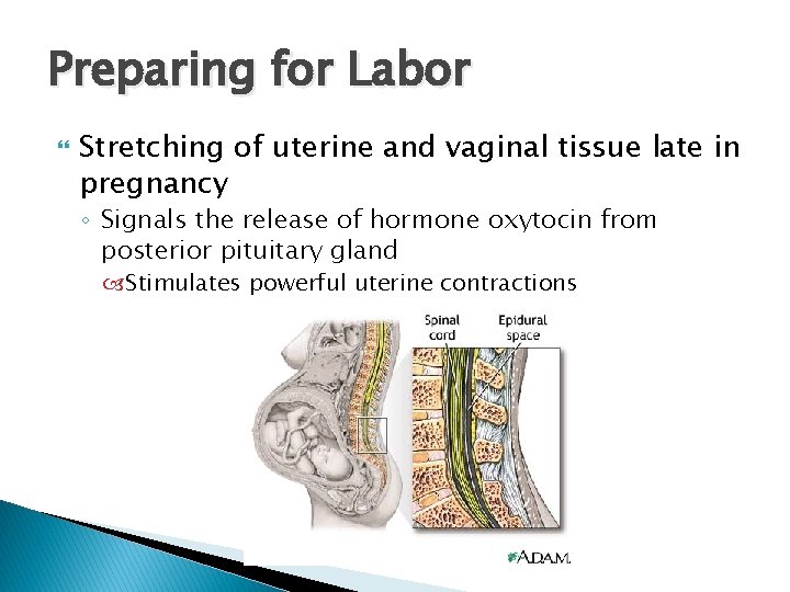 Preparing for Labor Stretching of uterine and vaginal tissue late in pregnancy ◦ Signals