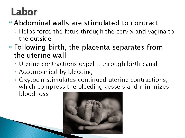 Labor Abdominal walls are stimulated to contract ◦ Helps force the fetus through the