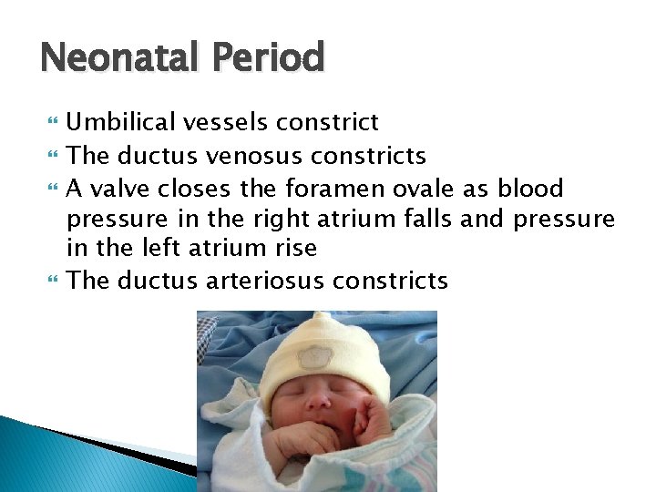 Neonatal Period Umbilical vessels constrict The ductus venosus constricts A valve closes the foramen