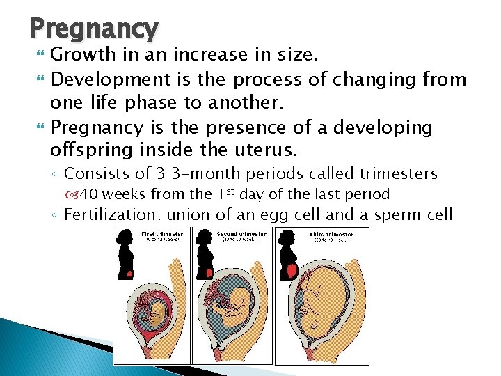 Pregnancy Growth in an increase in size. Development is the process of changing from