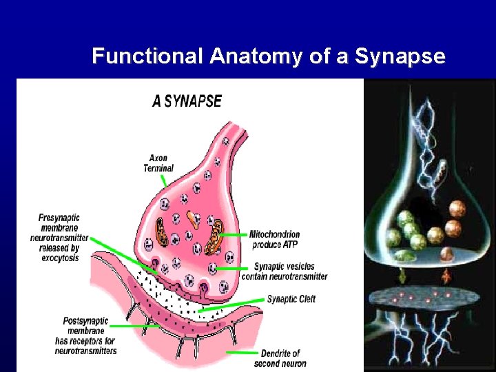 Functional Anatomy of a Synapse 