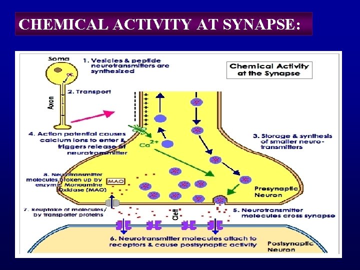 CHEMICAL ACTIVITY AT SYNAPSE: 
