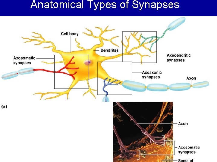 Anatomical Types of Synapses Figure 11. 17 