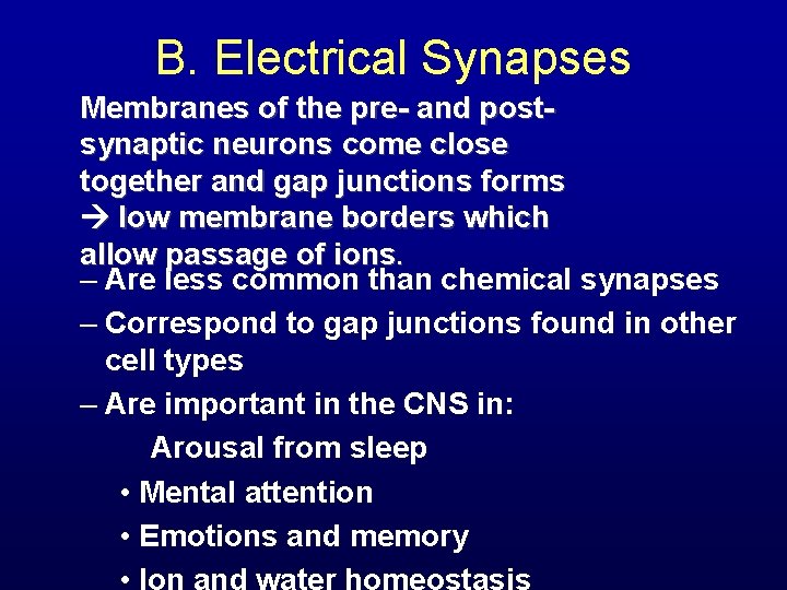 B. Electrical Synapses Membranes of the pre- and postsynaptic neurons come close together and