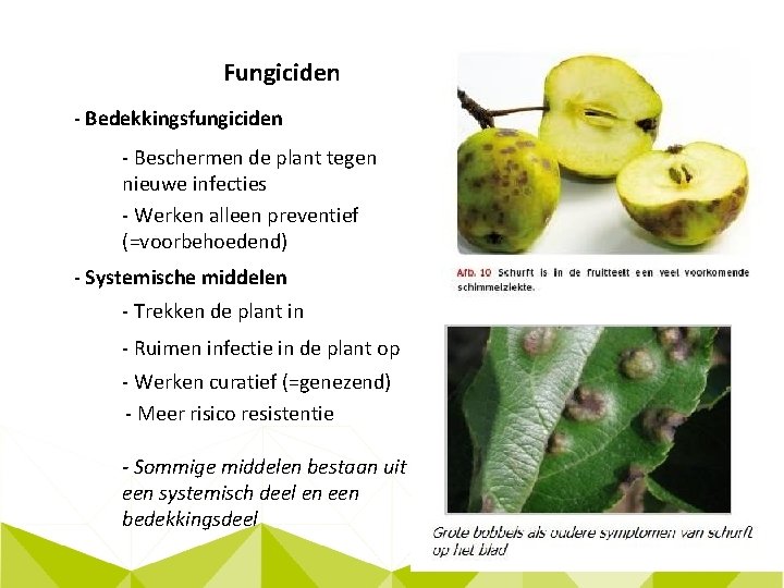 Fungiciden - Bedekkingsfungiciden - Beschermen de plant tegen nieuwe infecties - Werken alleen preventief