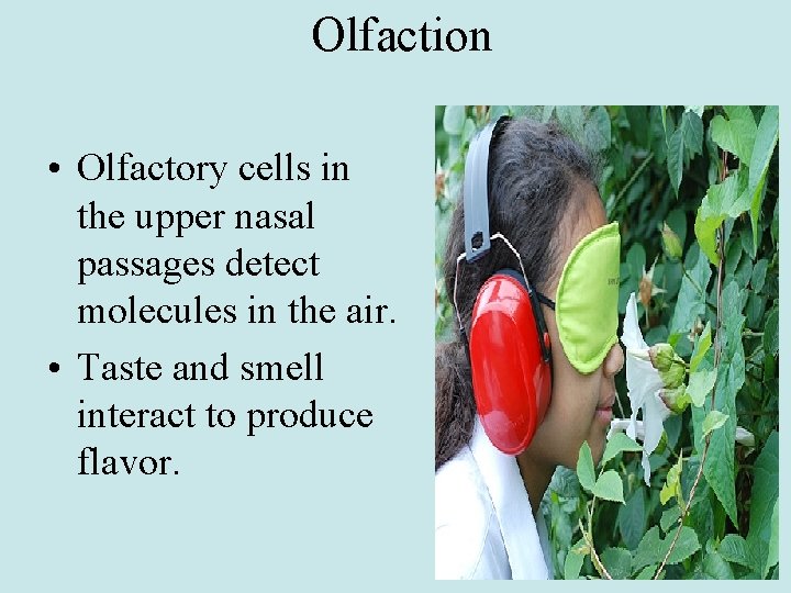 Olfaction • Olfactory cells in the upper nasal passages detect molecules in the air.