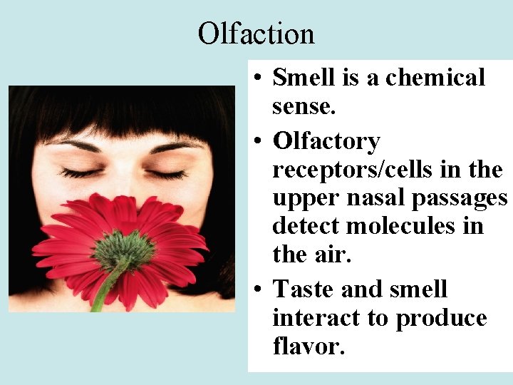 Olfaction • Smell is a chemical sense. • Olfactory receptors/cells in the upper nasal