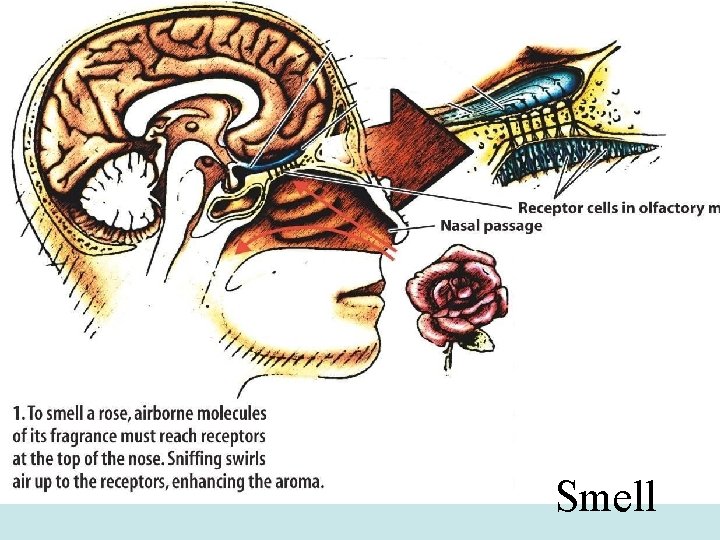 Smell 