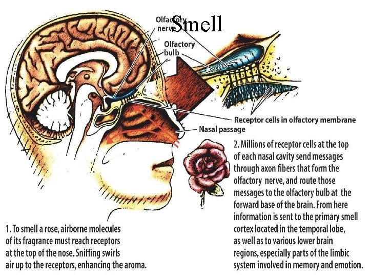 Smell 