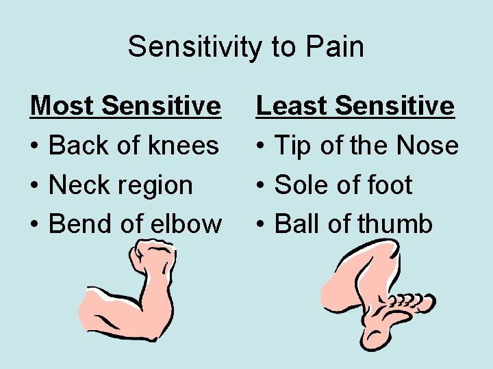 Sensitivity to Pain Most Sensitive • Back of knees • Neck region • Bend