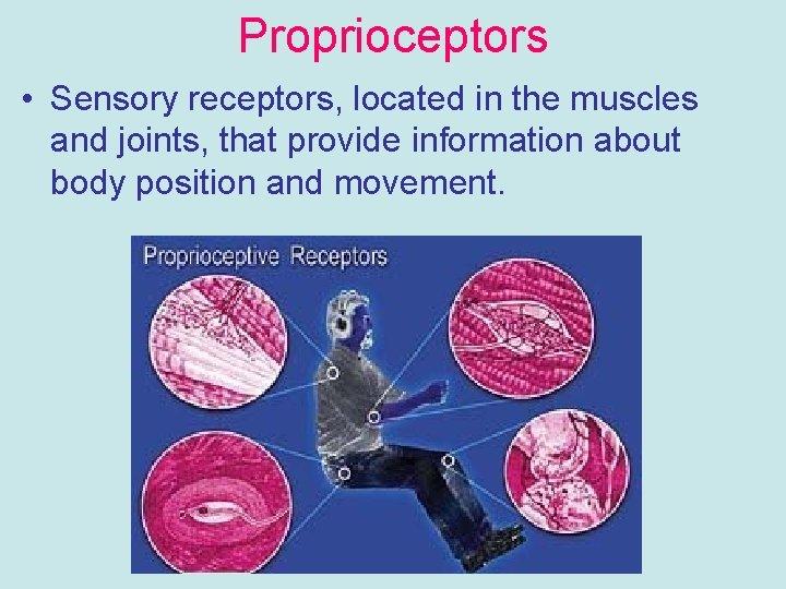 Proprioceptors • Sensory receptors, located in the muscles and joints, that provide information about