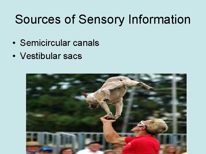 Sources of Sensory Information • Semicircular canals • Vestibular sacs 