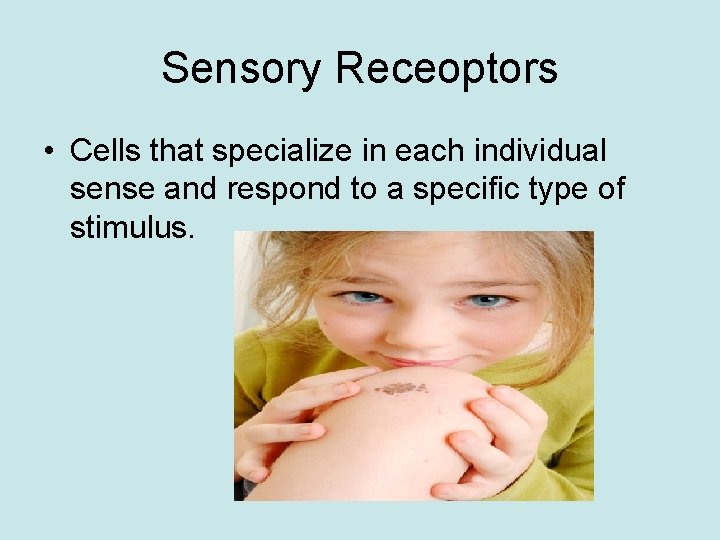 Sensory Receoptors • Cells that specialize in each individual sense and respond to a