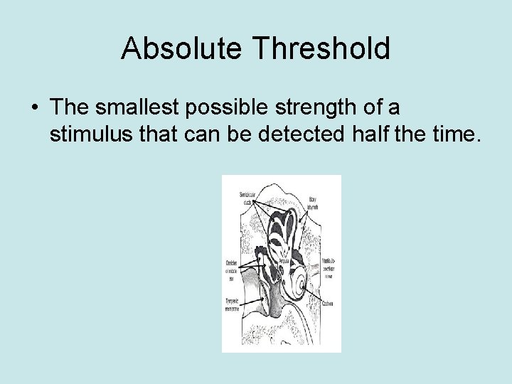 Absolute Threshold • The smallest possible strength of a stimulus that can be detected