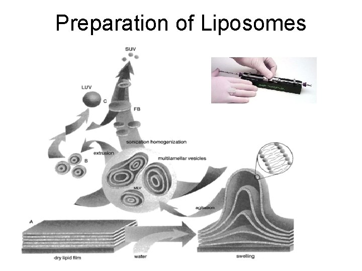 Preparation of Liposomes 