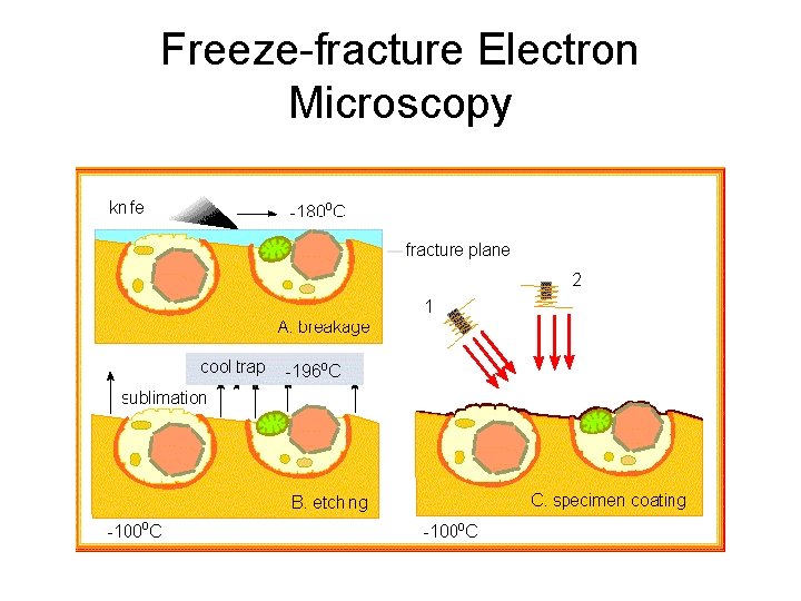 Freeze-fracture Electron Microscopy 