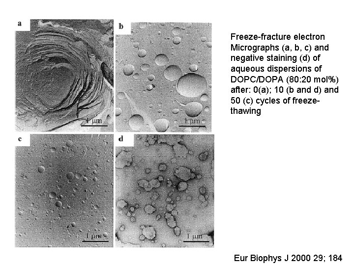 Freeze-fracture electron Micrographs (a, b, c) and negative staining (d) of aqueous dispersions of
