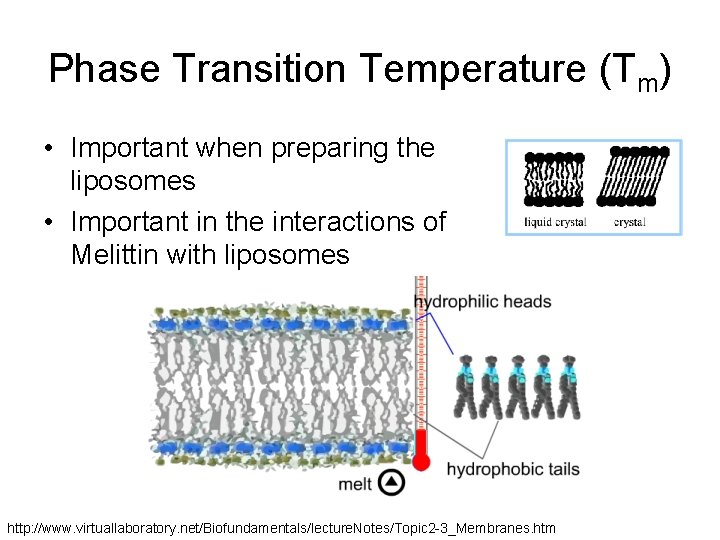 Phase Transition Temperature (Tm) • Important when preparing the liposomes • Important in the