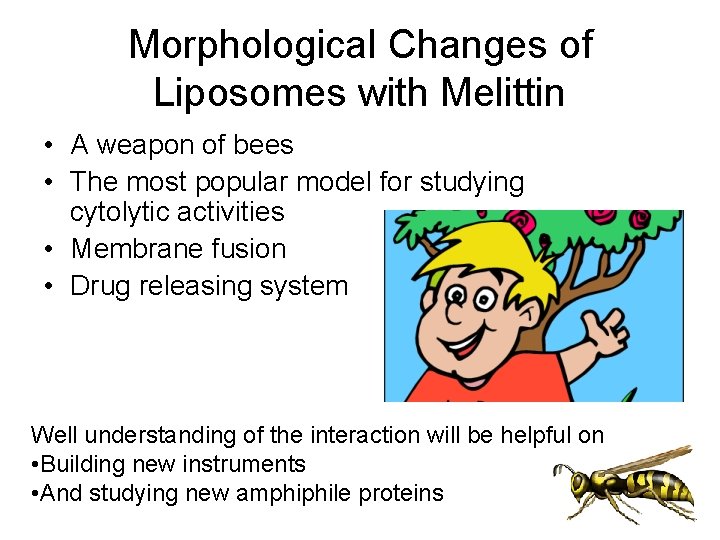 Morphological Changes of Liposomes with Melittin • A weapon of bees • The most