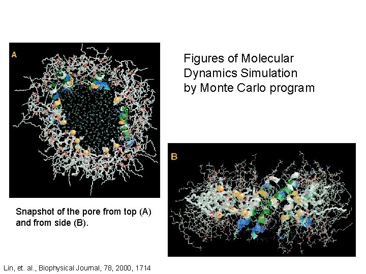Figures of Molecular Dynamics Simulation by Monte Carlo program Snapshot of the pore from