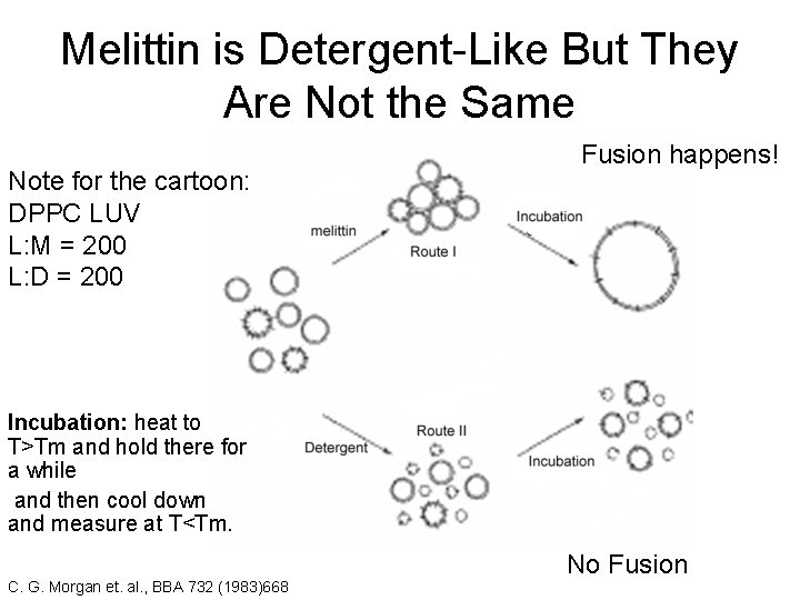 Melittin is Detergent-Like But They Are Not the Same Note for the cartoon: DPPC