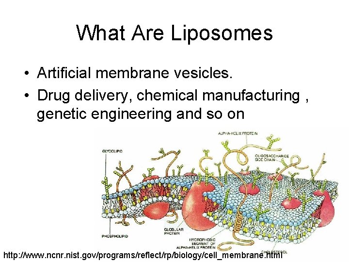 What Are Liposomes • Artificial membrane vesicles. • Drug delivery, chemical manufacturing , genetic