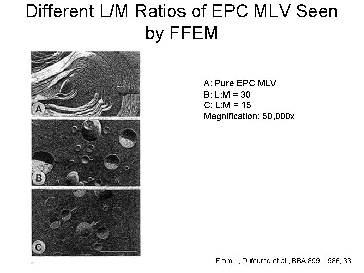 Different L/M Ratios of EPC MLV Seen by FFEM A: Pure EPC MLV B: