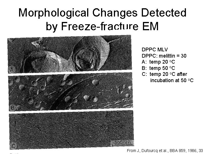 Morphological Changes Detected by Freeze-fracture EM DPPC MLV DPPC: melittin = 30 A: temp