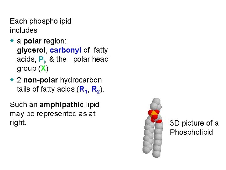 Each phospholipid includes w a polar region: glycerol, carbonyl of fatty acids, Pi, &
