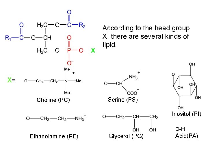 According to the head group X, there are several kinds of lipid. X= Choline
