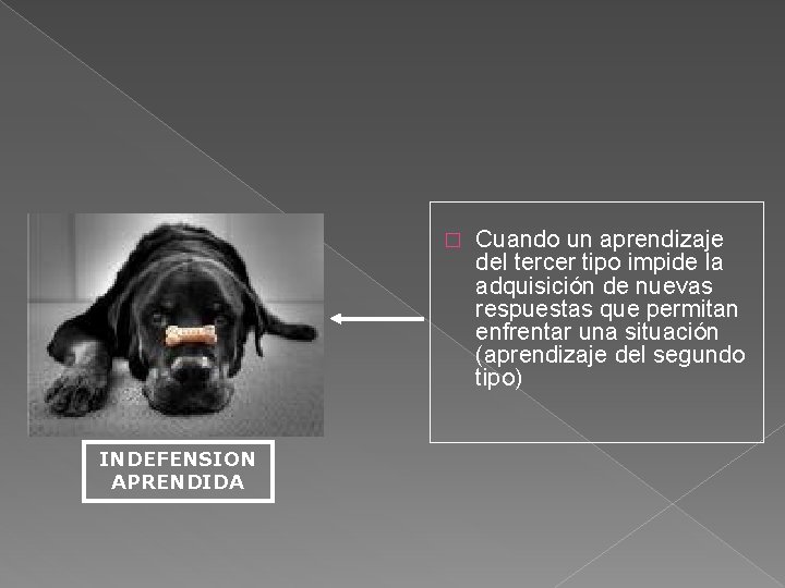 � INDEFENSION APRENDIDA Cuando un aprendizaje del tercer tipo impide la adquisición de nuevas