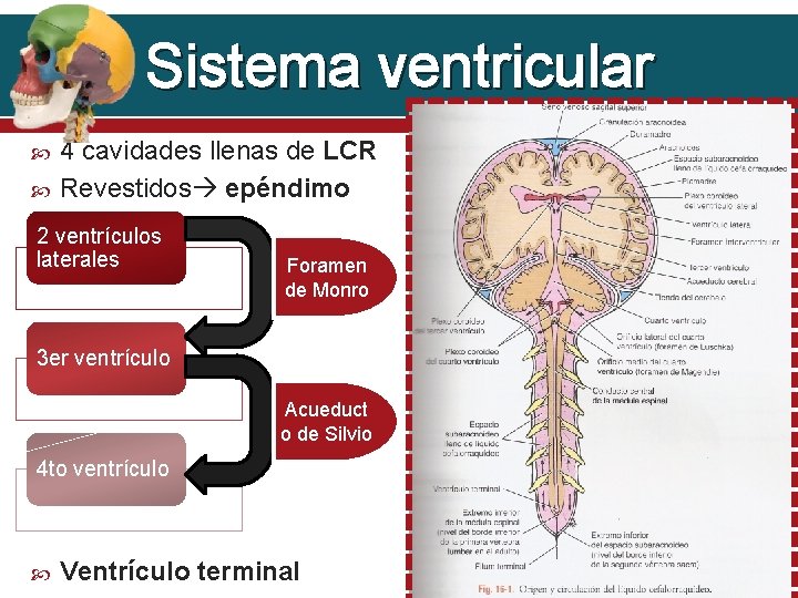 Sistema ventricular 4 cavidades llenas de LCR Revestidos epéndimo 2 ventrículos laterales Foramen de