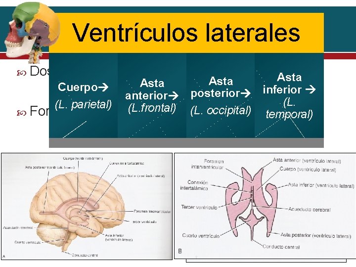 Ventrículoslaterales Dos, 1 en c/hemisferio Cuerpo (L. parietal) Forma C Asta inferior anterior posterior