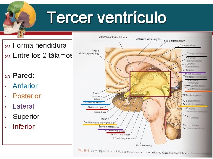 Tercer ventrículo • • • Forma hendidura Entre los 2 tálamos Pared: Anterior Posterior