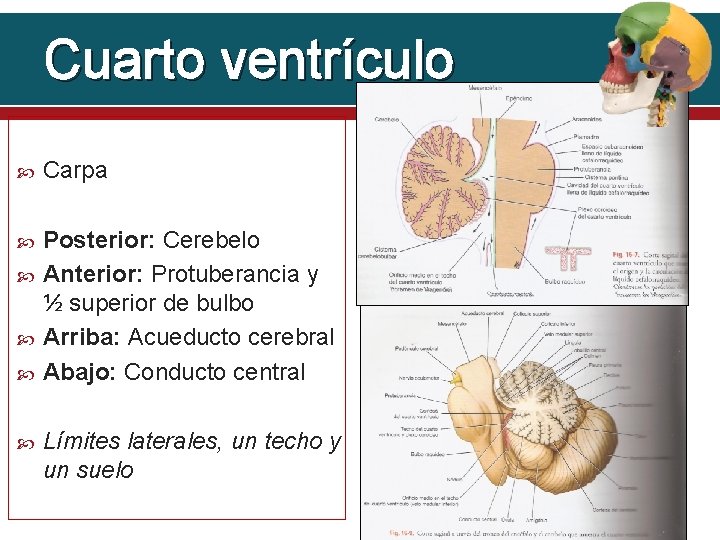 Cuarto ventrículo Carpa Posterior: Cerebelo Anterior: Protuberancia y ½ superior de bulbo Arriba: Acueducto