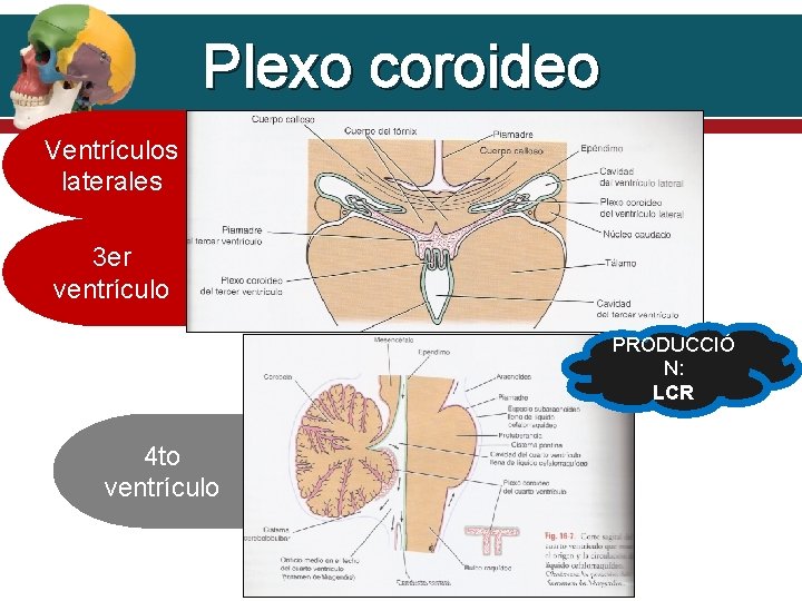 Plexo coroideo Ventrículos laterales 3 er ventrículo PRODUCCIÓ N: LCR 4 to ventrículo 