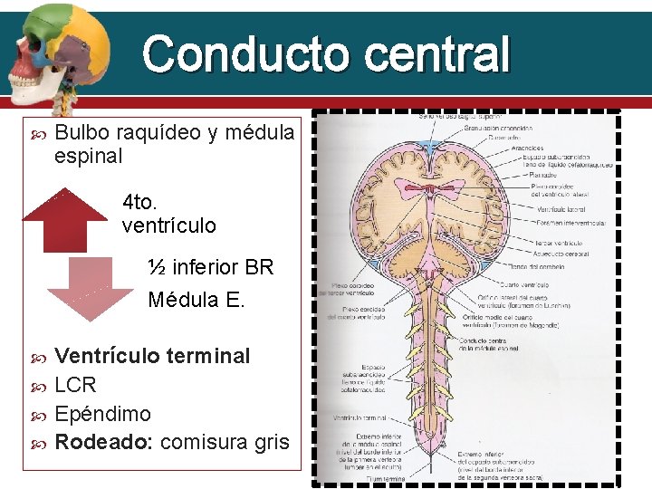 Conducto central Bulbo raquídeo y médula espinal 4 to. ventrículo ½ inferior BR Médula