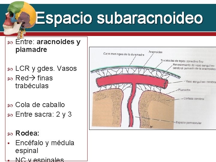 Espacio subaracnoideo Entre: aracnoides y piamadre LCR y gdes. Vasos Red finas trabéculas §