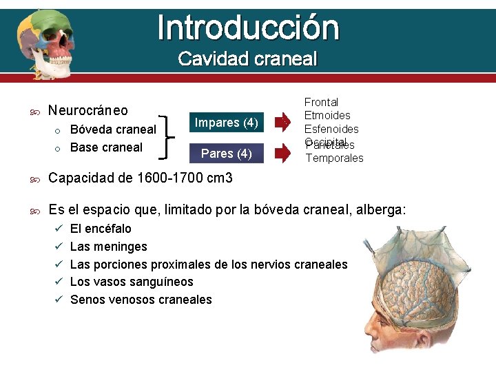 Introducción Cavidad craneal Neurocráneo o Bóveda craneal o Base craneal Impares (4) Pares (4)