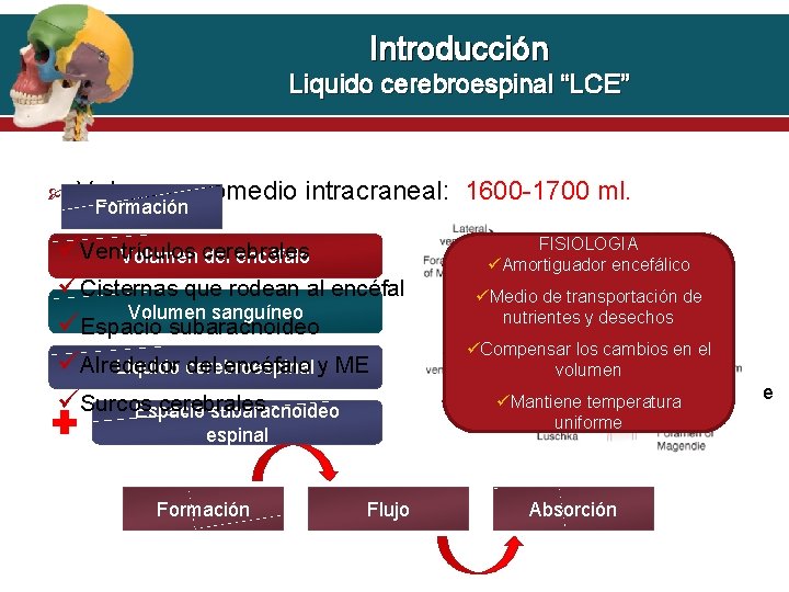 Introducción Liquido cerebroespinal “LCE” Volumen promedio intracraneal: 1600 -1700 ml. Formación Ventrículos Volumen cerebrales