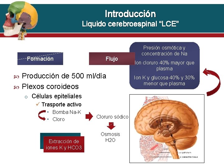 Introducción Liquido cerebroespinal “LCE” Formación Flujo Producción de 500 ml/día Plexos coroideos o Células