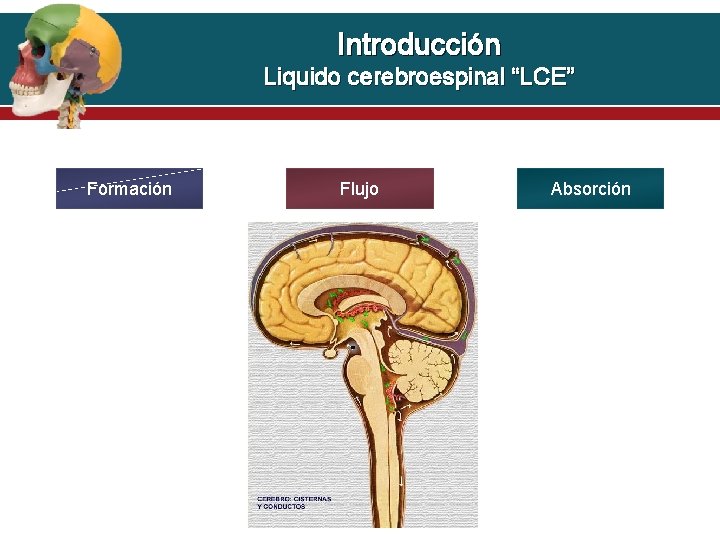 Introducción Liquido cerebroespinal “LCE” Formación Flujo Absorción 