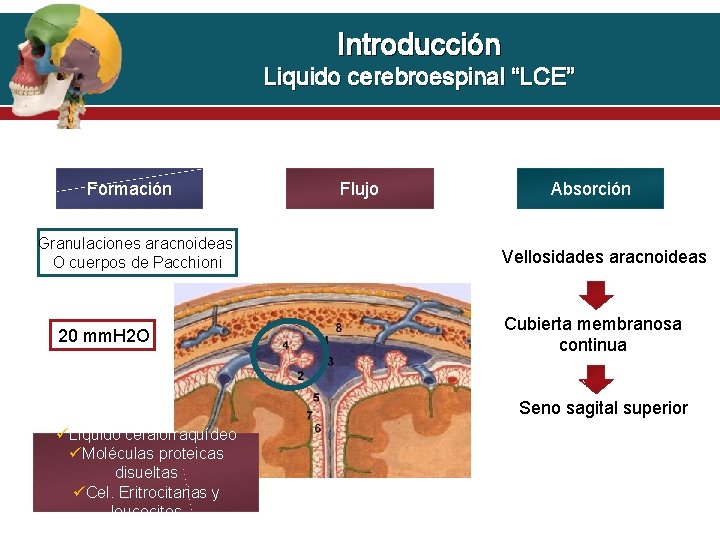 Introducción Liquido cerebroespinal “LCE” Formación Granulaciones aracnoideas O cuerpos de Pacchioni 20 mm. H