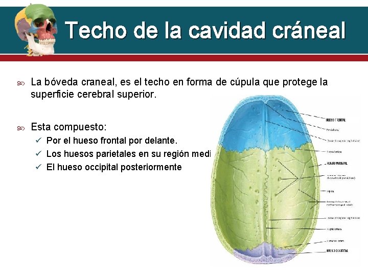 Techo de la cavidad cráneal La bóveda craneal, es el techo en forma de