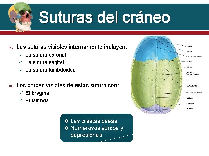 Suturas del cráneo Las suturas visibles internamente incluyen: La sutura coronal La sutura sagital