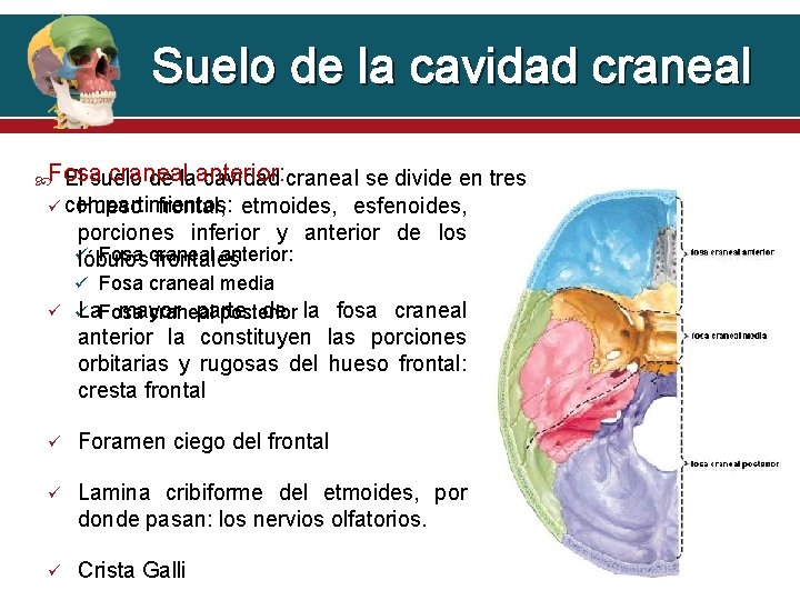 Suelo de la cavidad craneal Fosa El suelo de laanterior: cavidad craneal se divide