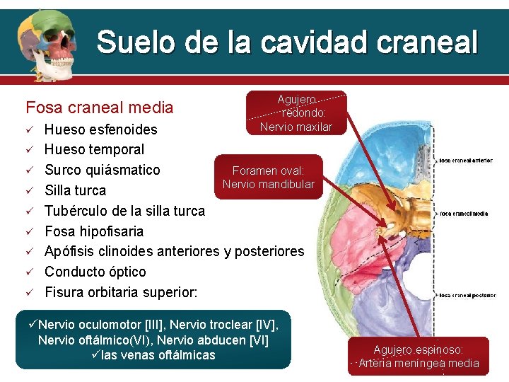 Suelo de la cavidad craneal Fosa craneal media Agujero redondo: Nervio maxilar Hueso esfenoides